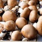 How to Cook Baby Portobello Mushrooms in an Oven
