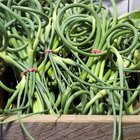 How to Freeze Garlic Scapes