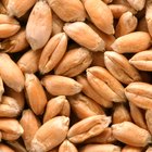 How to Cook Soft Wheat Berries
