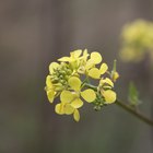 Dry Hair Treatment With Canola Oil