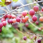 Benefits of Amla Churna