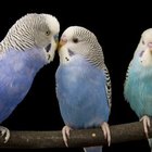 How to Raise a Budgie | Pets - The Nest