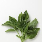 How to Freeze Fresh Herbs
