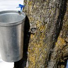 How to Cook Down Maple Sap