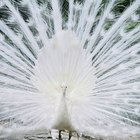 Simbolismo del pavo real blanco