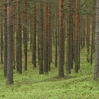 Cómo blanquear madera de pino