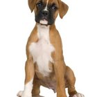 How Often Should You Give a Boxer Puppy a Bath? | Pets - The Nest
