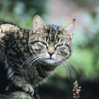 male tabby cat