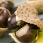 How Do I Preserve Buckeyes? | Our Everyday Life