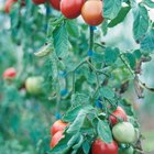 How to Soften Tomatoes