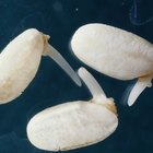 Can You Cook & Eat Sprouted Navy Beans?