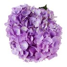How to Care for a Cut Hydrangea