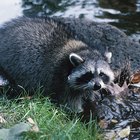 raccoon predators raccoon predators