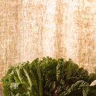 How Long Should You Steam Kale?