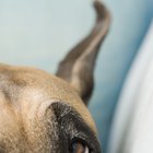 Conjunctival Dermoid in Dogs | Dog Care - Daily Puppy