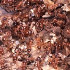 What Do You Do When a Dog Gets Attacked by Ants? | Dog Care - Daily Puppy