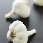 How to Dry or Dehydrate Garlic for Homemade Garlic Powder