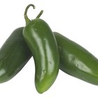 Facts About the Jalapeno Pepper