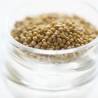 A Substitute for Coriander Seasoning