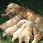 How Long Before Labor Will a Dog Begin to Lactate? | Dog Care - Daily Puppy
