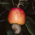 What Is the Difference Between Raw & Roasted Cashews?