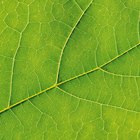 Cómo investigar la fotosíntesis usando alcohol para eliminar el color de las hojas
