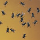 Cómo evitar que las moscas entren a tu casa