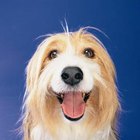 How Fast Do Dogs' Toenails Grow? | Dog Care - Daily Puppy