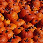 How to Dry Pumpkins