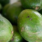 Mis aguacates se caen del árbol demasiado pronto |