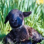 Overcoming the Scapegoat Role