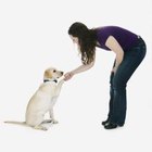 Can Dogs Use Their Paws to Open Doors? | Dog Care - Daily Puppy