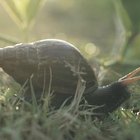 are slugs and snails bad for dogs