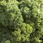 How Do I Season Kale?