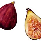 Should I Refrigerate Figs?