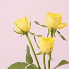 Cómo hacer cuentas caseras de pétalos de rosas secas