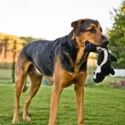 How to Keep Your Dog from Chewing on Deck Rails | Pets - The Nest