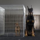 What Can You Do When Your Dog Learns to Unlock His Cage Door? | Dog Care - Daily Puppy