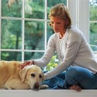What Can I Do After My Dog Gets Sick From Boarding? | Dog Care - Daily