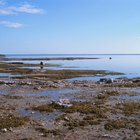 How to Cook Beans With Kombu Seaweed