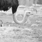 Cómo teñir las plumas de avestruz