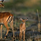 How to Cook Antelope