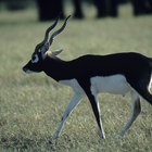 How to Make a Blackbuck Antelope Roast