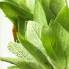 Herbs to Increase Blood Circulation in the Scalp