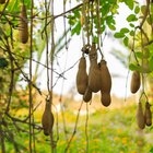 What Does Kigelia Fruit Extract Do for Skin?
