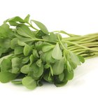 How to Cook Purslane