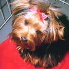 How to Get a Yorkie to Stop Crying in Her Cage at Night | Pets - The Nest