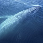 Sobre la cadena alimenticia de la ballena azul