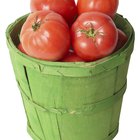 How to Cook Venison With Tomatoes in a Slow Cooker
