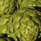How to Prepare, Wash and Steam Artichokes